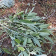 Sàlvia (Salvia)